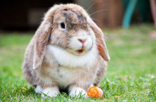 想知道侏儒兔和垂耳兔哪个贵，宠主可以看看