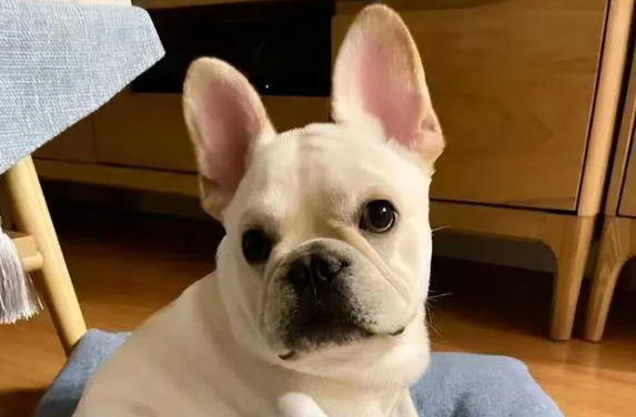 狗狗为什么要立耳？答案令人意外！