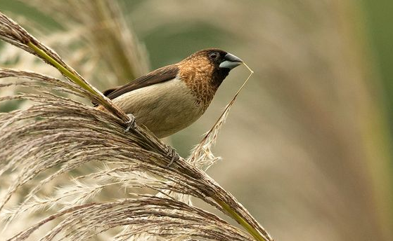 白腰文鸟什么价格？此处有解答！