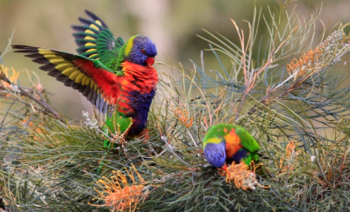 亚历山大鹦鹉的寿命有多长？看本文怎么说