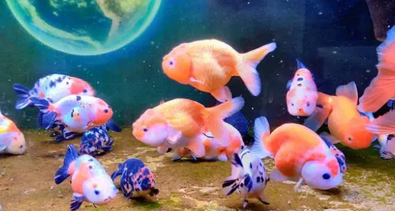 别人老说你鱼缸水质有问题，到底有什么问题？资深鱼友为您详解