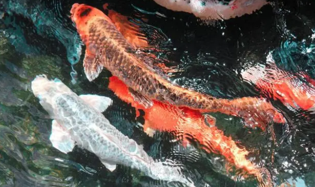 养鱼到底需不需要增氧泵？它真的有效吗？