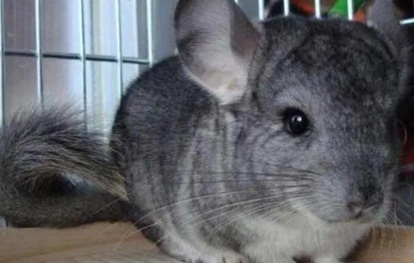 龙猫咬人吗有毒吗，需要注意什么