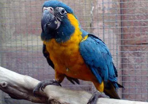 科普篇！蓝黄金刚鹦鹉是几级保护动物