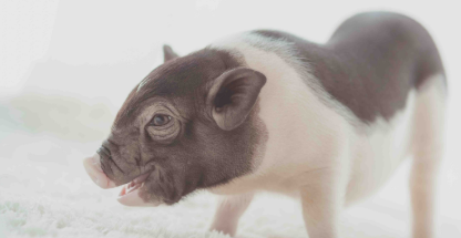 养宠科普:小香猪需要绝育吗? 养宠科普:小香猪需要绝育吗?