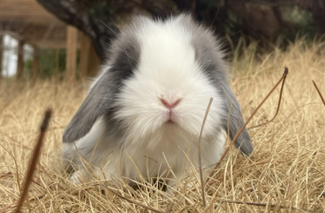侏儒垂耳兔有什么特点?这篇文章给你解答! 侏儒垂耳兔有什么特点?这篇文章给你解答!
