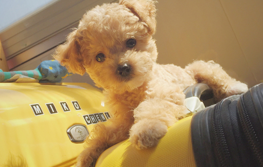 贵宾犬到底有多聪明呢，你一定要了解一下~