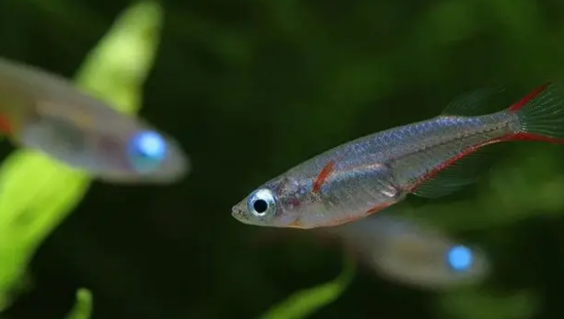 用好饲料喂饱的观赏鱼，体色靓丽更好看