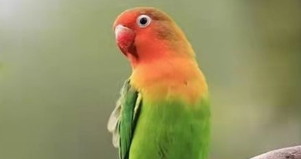 桃面爱情鸟会说话吗？教一教还是会的哦！