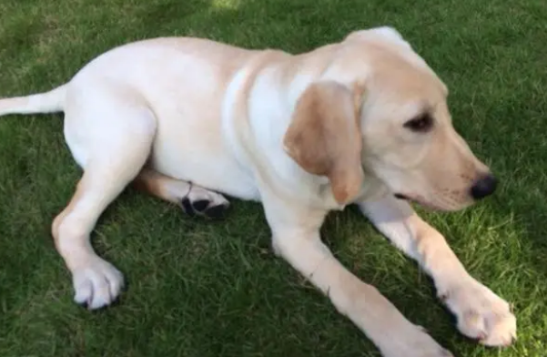 狗狗一周吃几次钙片？狗狗缺钙症状？