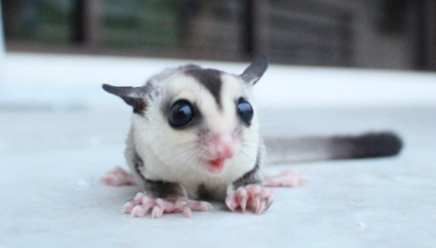 蜜袋鼯宝宝出生后多久出袋？超过这个时间就可以