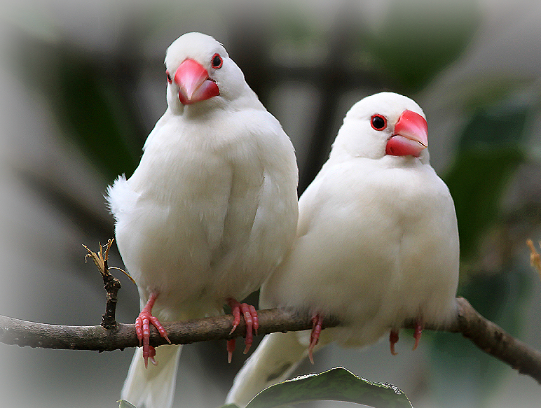 白文鸟好养吗?准备好这些就可以 白文鸟好养吗?准备好这些就可以