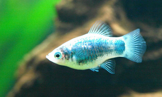 月光鱼怎么养?这份攻略拿走不谢! 月光鱼怎么养?这份攻略拿走不谢!