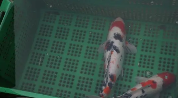 养鱼初期鱼缸水质调理技术：方法说的太好了，今年要试试