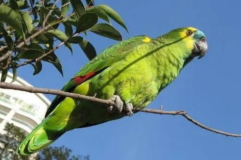 今日科普：古巴亚马逊鹦鹉说话能力强吗？
