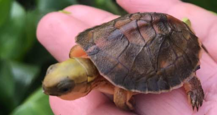 潘氏闭壳龟好养吗?龟友们了解一下! 潘氏闭壳龟好养吗?龟友们了解一下!