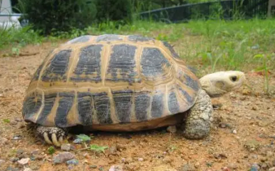 想要养好乌龟，这点需要牢记哦！