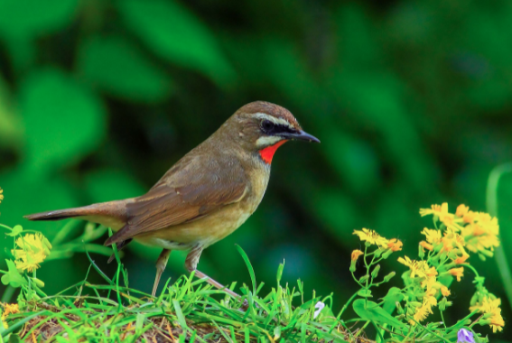 红靛颏好养吗？新手选鸟必看哦！