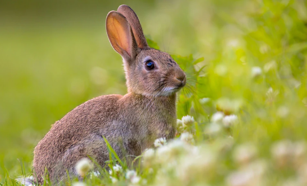 兔粮可以放多久 关于喂食兔粮的注意事项