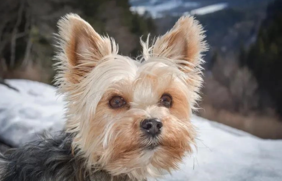 约克夏几天断尾最好？这篇文章可以找到答案！