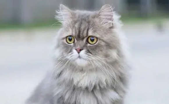 波斯猫只有白色的吗?答案绝对出乎你的意料! 波斯猫只有白色的吗?答案绝对出乎你的意料!