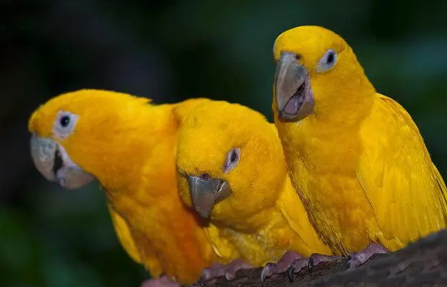 你们说，金黄锥尾鹦鹉是几级保护鸟类？