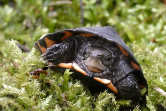 周氏闭壳龟的寿命有多久?看这里 周氏闭壳龟的寿命有多久?看这里