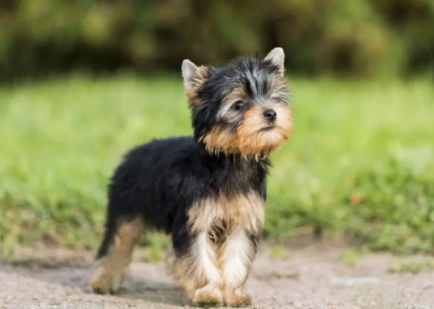 新人小白，快来看看如何挑选一条好狗？