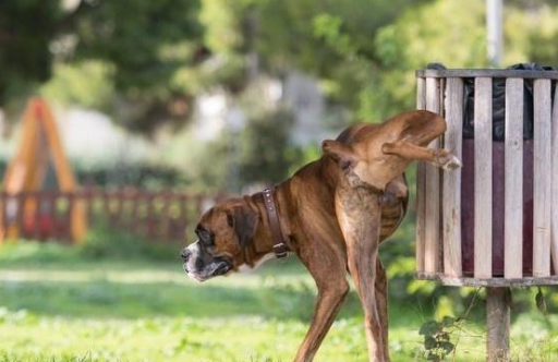 狗狗突然小便频繁是怎么回事?来看看吧 狗狗突然小便频繁是怎么回事?来看看吧