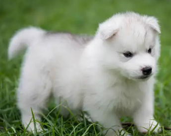 小狗吃完驱虫药呕吐是什么原因？来了解一下吧！