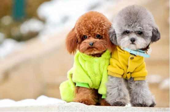 泰迪犬为什么叫泰迪？你知道其中缘由吗？