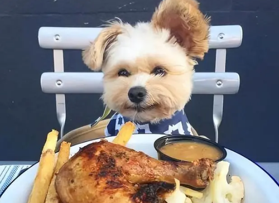 养狗知识：扒一扒狗要吃狗粮的原因