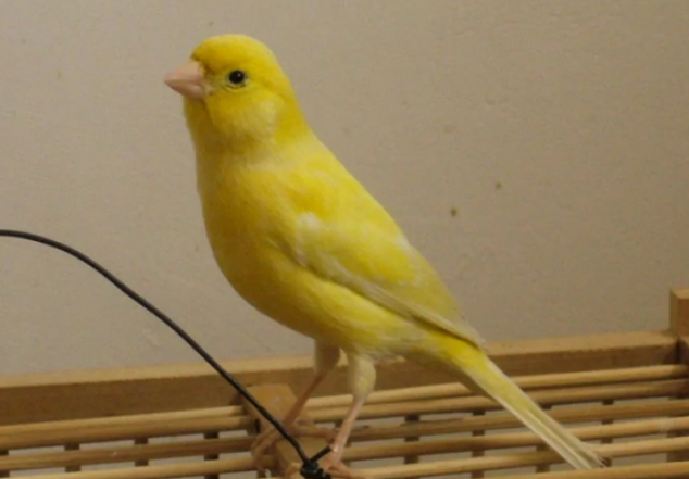 金丝雀毛蓬松怎么办？来了解一下吧