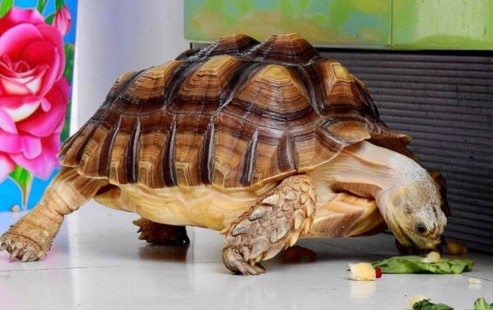 苏卡塔尔陆龟结石怎么办？这个方法可以试试