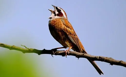 三道眉草鹀怎么饲养？饲主来了解下吧