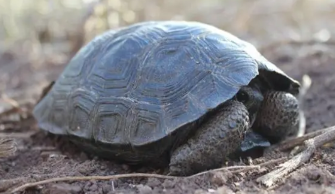 长颈龟不吃食怎么办，快看这！