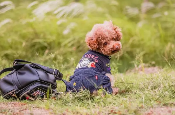  给狗狗驱虫，买的贵的驱虫药，吃了以后为什么没有看到拉虫子