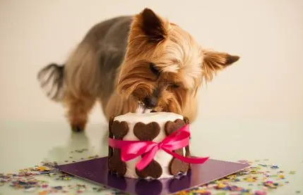 狗能吃蛋糕吗?铲屎官来看看吧 狗能吃蛋糕吗?铲屎官来看看吧