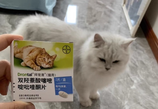 拜宠清告诉你关于猫咪体内驱虫的心得
