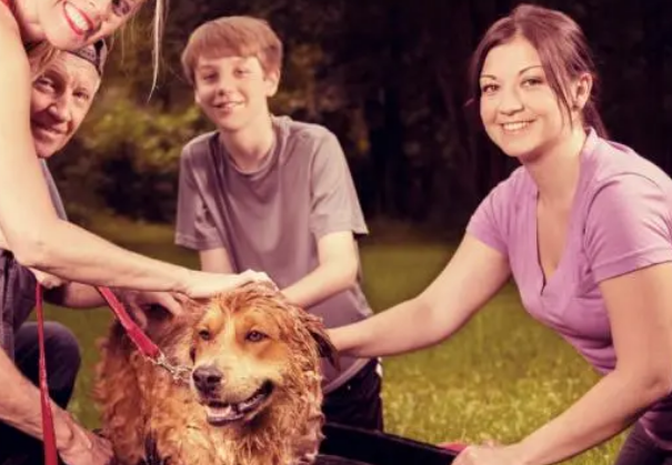 你掌握了给狗洗澡的正确方法吗?不要这样给狗狗洗澡,这不科学 你掌握了给狗洗澡的正确方法吗?不要这样给狗狗洗澡,这不科学