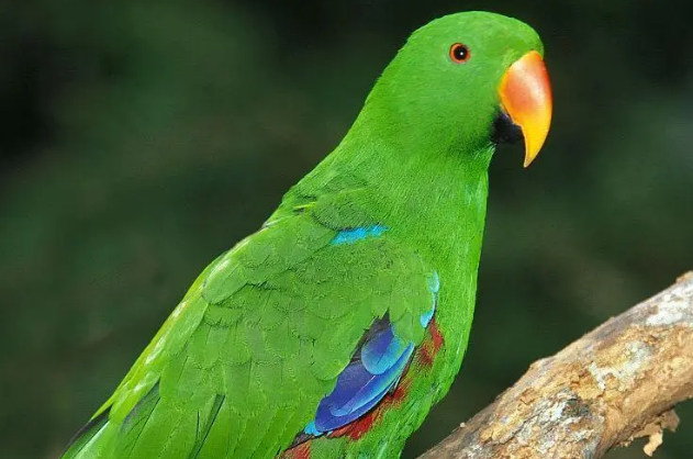 折衷鹦鹉有多重？不妨来了解下吧