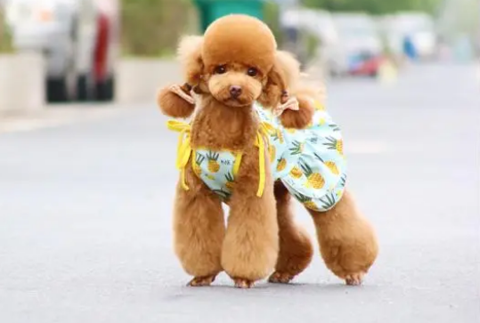 如何挑选宠物沐浴露？来看看吧