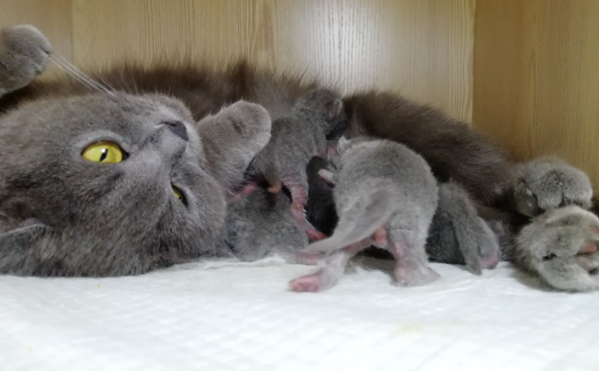 1000元买到英短蓝猫，正常吗？