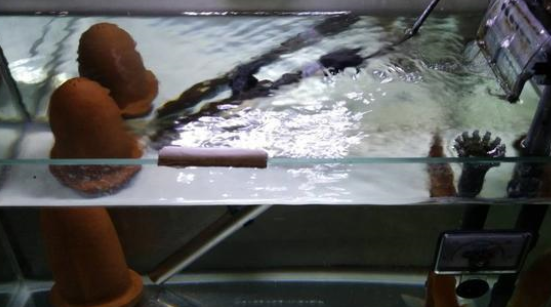 鱼缸水质要想调理到最清澈的状态，我们可以参考四种方法！