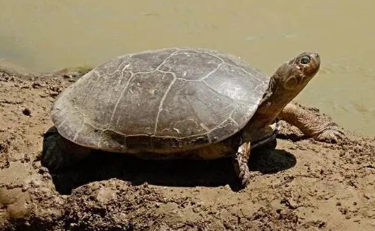 巨型侧颈龟是国家保护动物吗？来看看吧