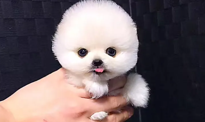 小型博美犬寿命一般多少年？还得看你怎么养