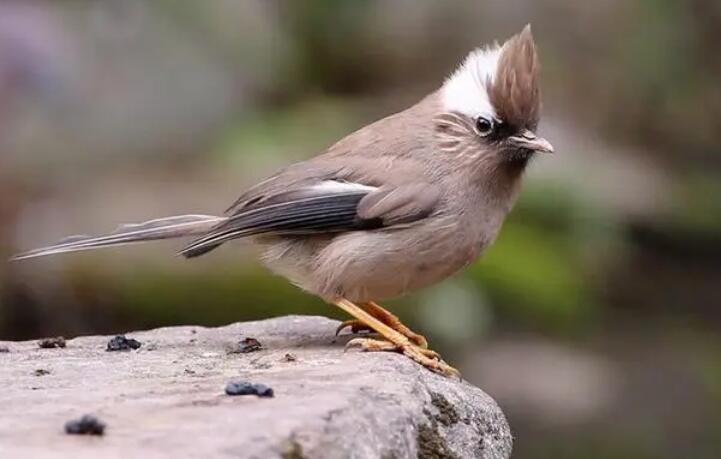 白领凤鹛怎样辨别雌雄？这篇文章给你答案