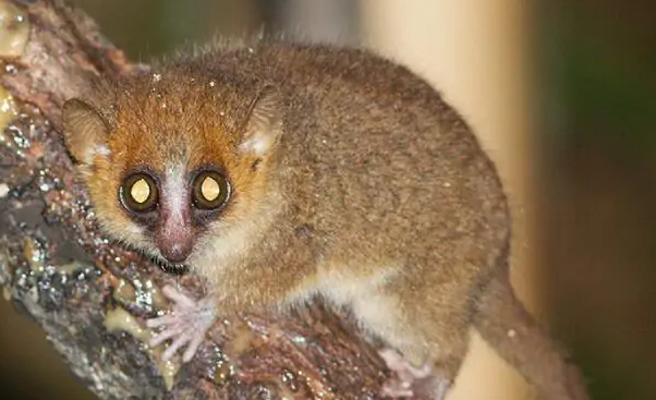 大大的眼睛，小小的身材，赤褐倭狐猴为何如此可爱