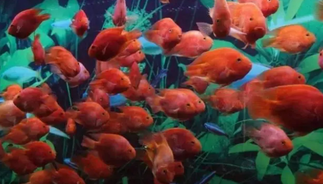 想要把观赏鱼饲养好，给鱼缸增氧很重要，这几个方法需要了解一下