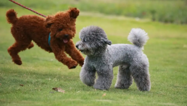 宠主科普:泰迪牙结石怎么去除? 宠主科普:泰迪牙结石怎么去除?